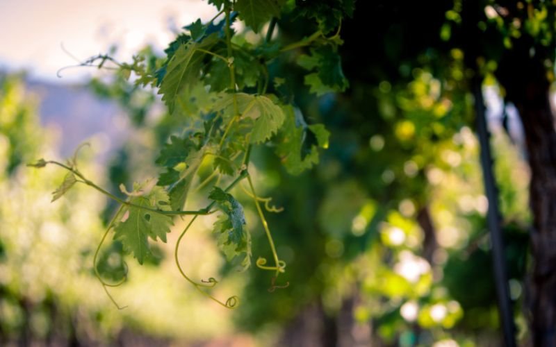 Canopy Management: Trellising, Sunburn, & Mechanization